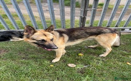 German Shepherd dogs for sale: German Shepherd pups - Image 7