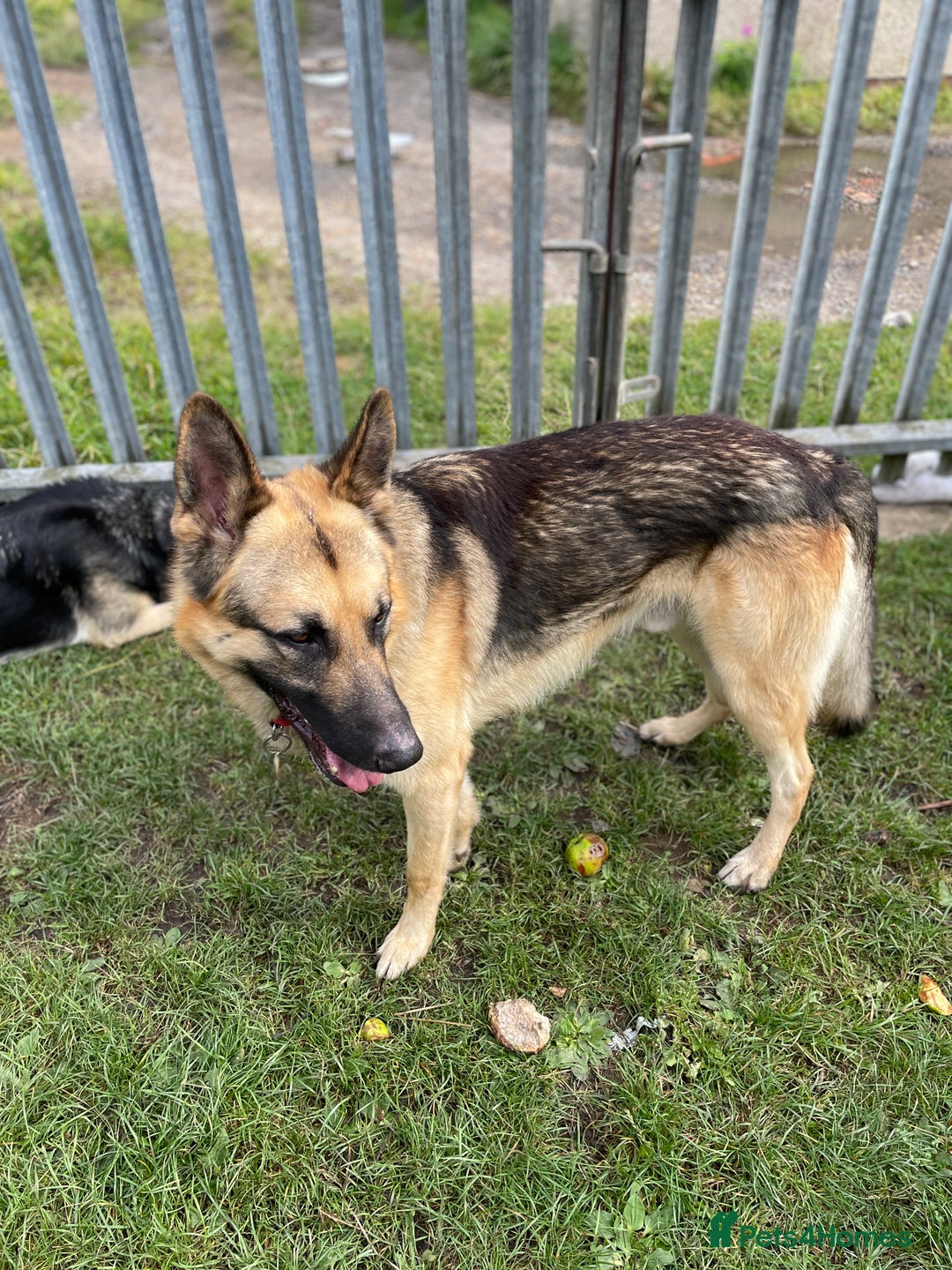 German Shepherd dogs for sale: German Shepherd pups - Image 7