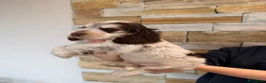 Cocker Spaniel 2