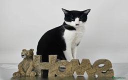 Domestic Shorthair cats for sale: Meemee the Three year old cat  - Image 6