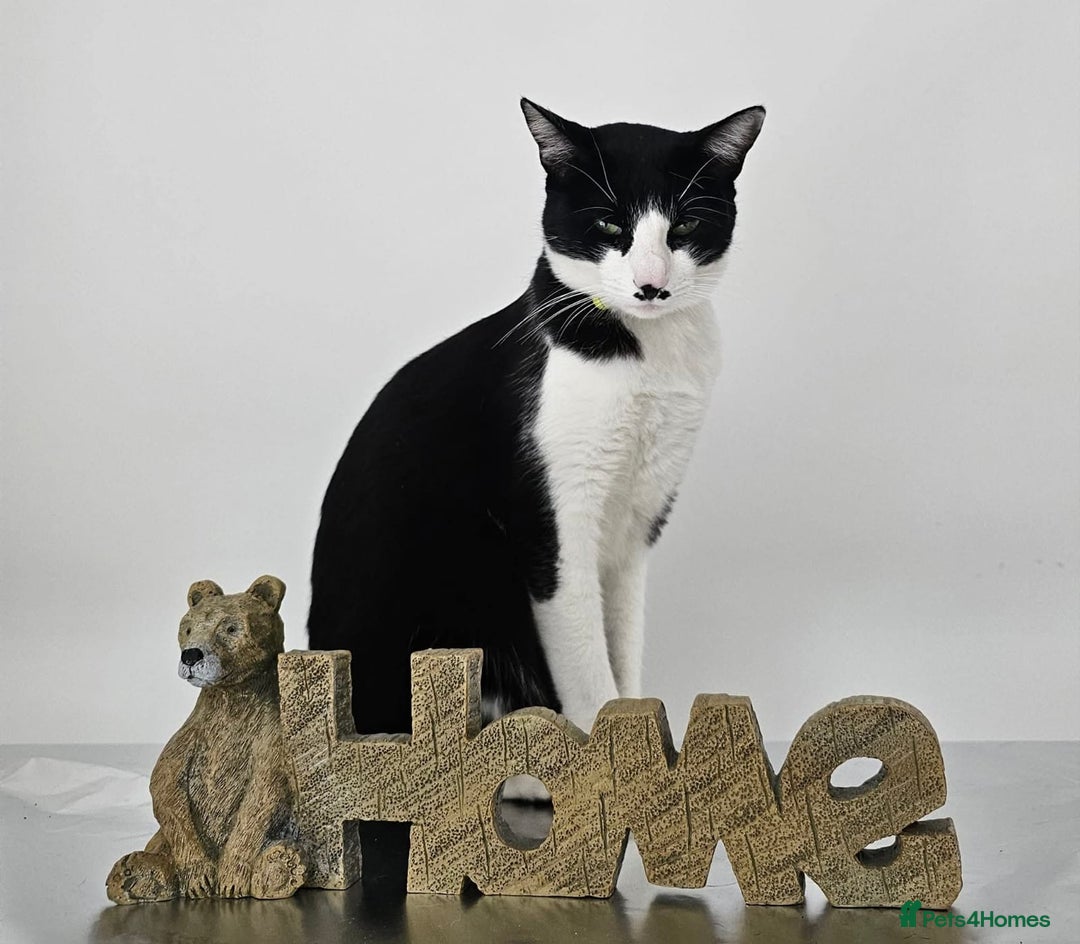 Domestic Shorthair cats for sale: Meemee the Three year old cat  - Image 6