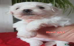 Bichon Frise dogs for sale: GORGEOUS BICHON FRISE❤️ 2 girls 3 boys - Image 10