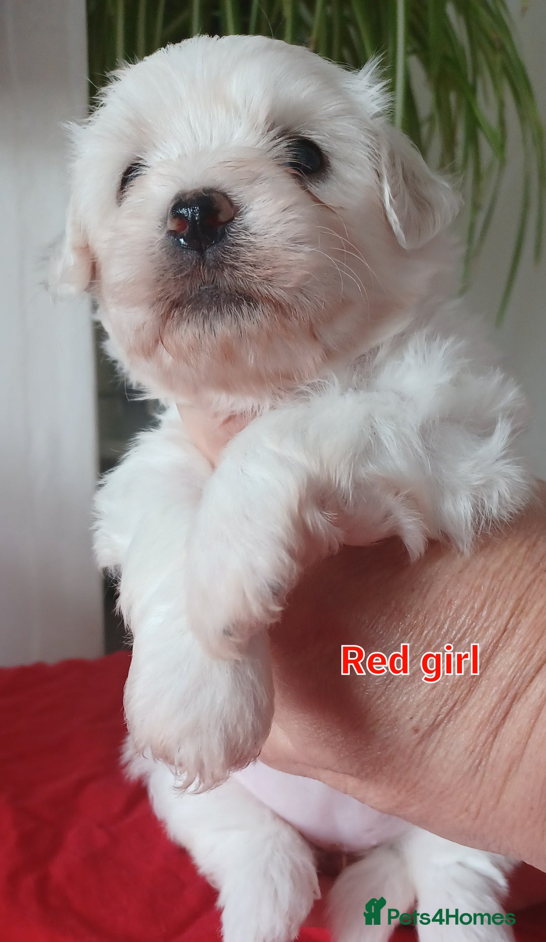 Bichon Frise dogs for sale: GORGEOUS BICHON FRISE❤️ 2 girls 3 boys - Image 10