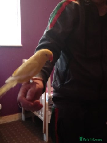 Ringnecks birds - Advert 5