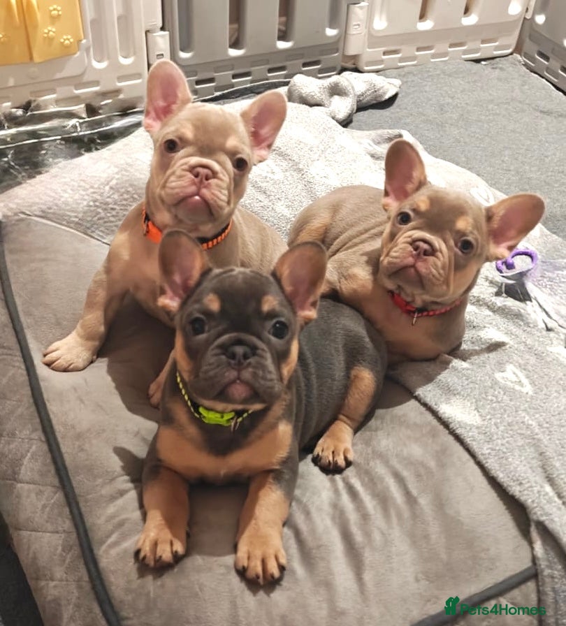 French Bulldog dogs Outstanding Frenchie pups  - Advert 12