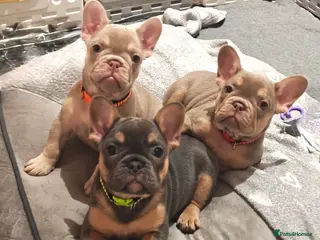 French Bulldog dogs Outstanding Frenchie pups KC registered - Advert 5