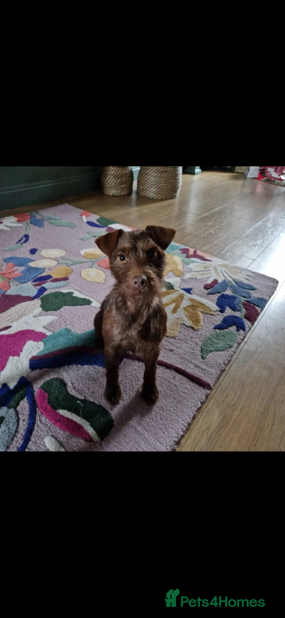 Patterdale Terrier dogs Patterdale puppies  - Advert 1