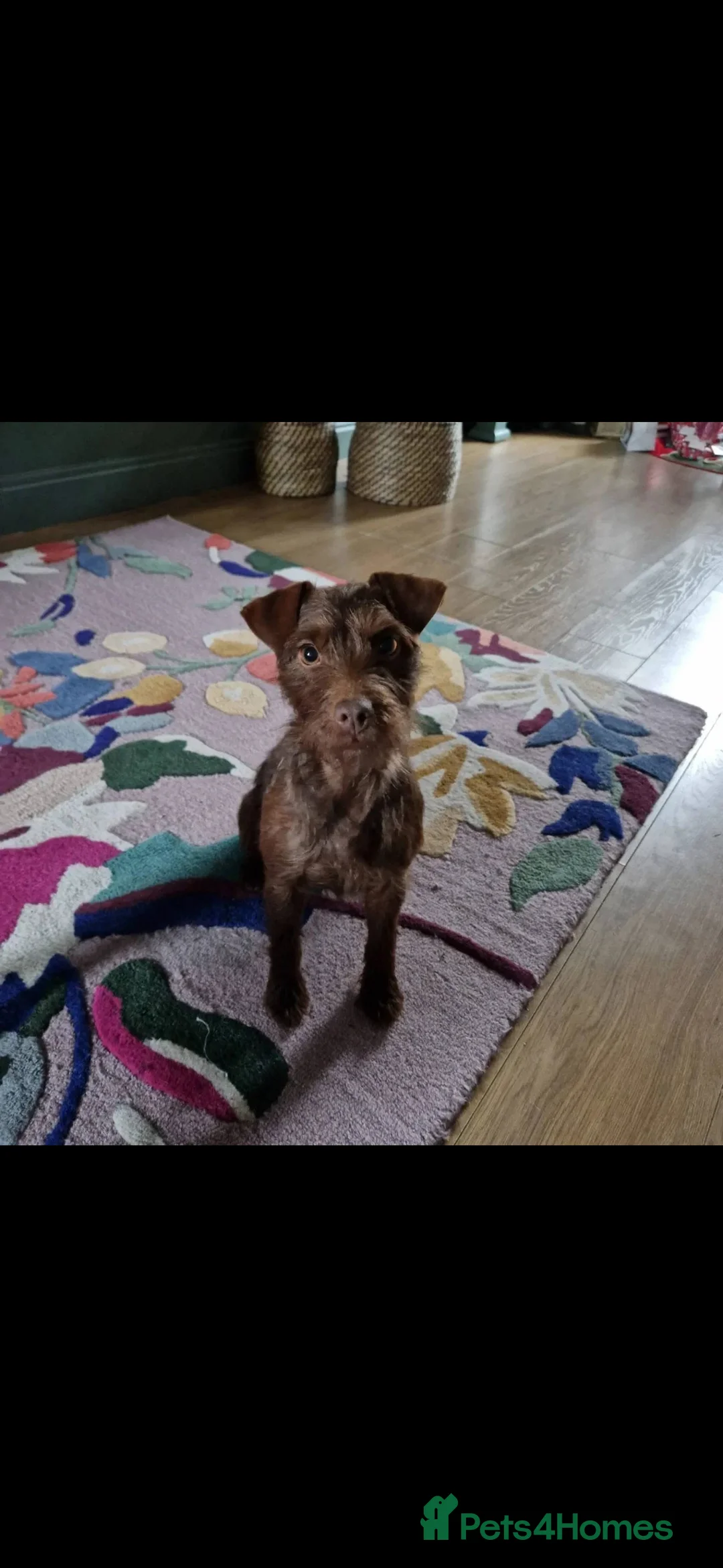 Patterdale Terrier dogs for sale: Patterdale puppies  - Advert 1