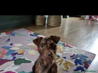 Patterdale Terrier dogs Patterdale puppies - Advert 6