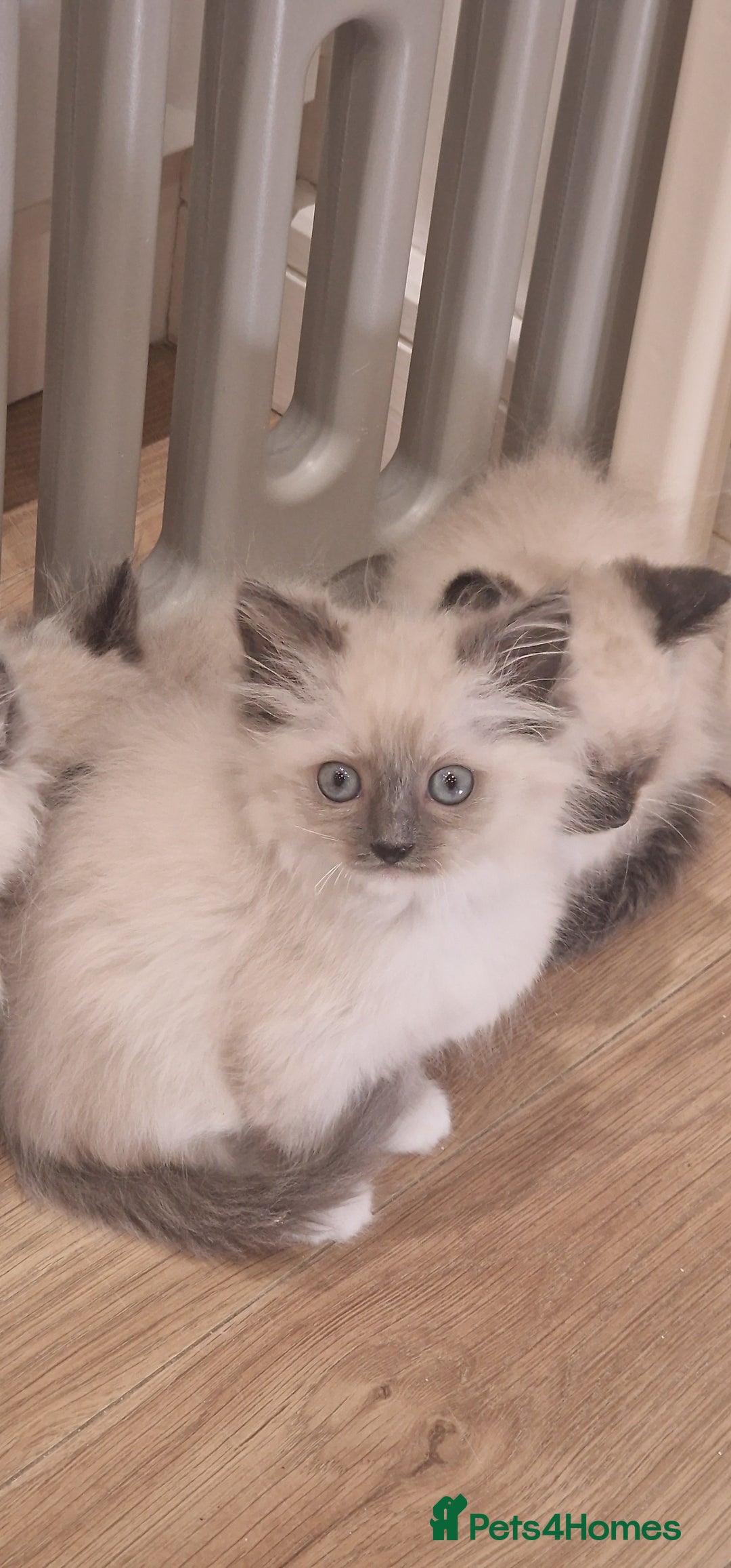 Ragdoll cats for sale: Ragdoll kittens ready now - Advert 12