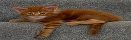 Maine Coon cats for sale: GCCF/ TICA Maine Coon Classic Taby kittens - Advert 6