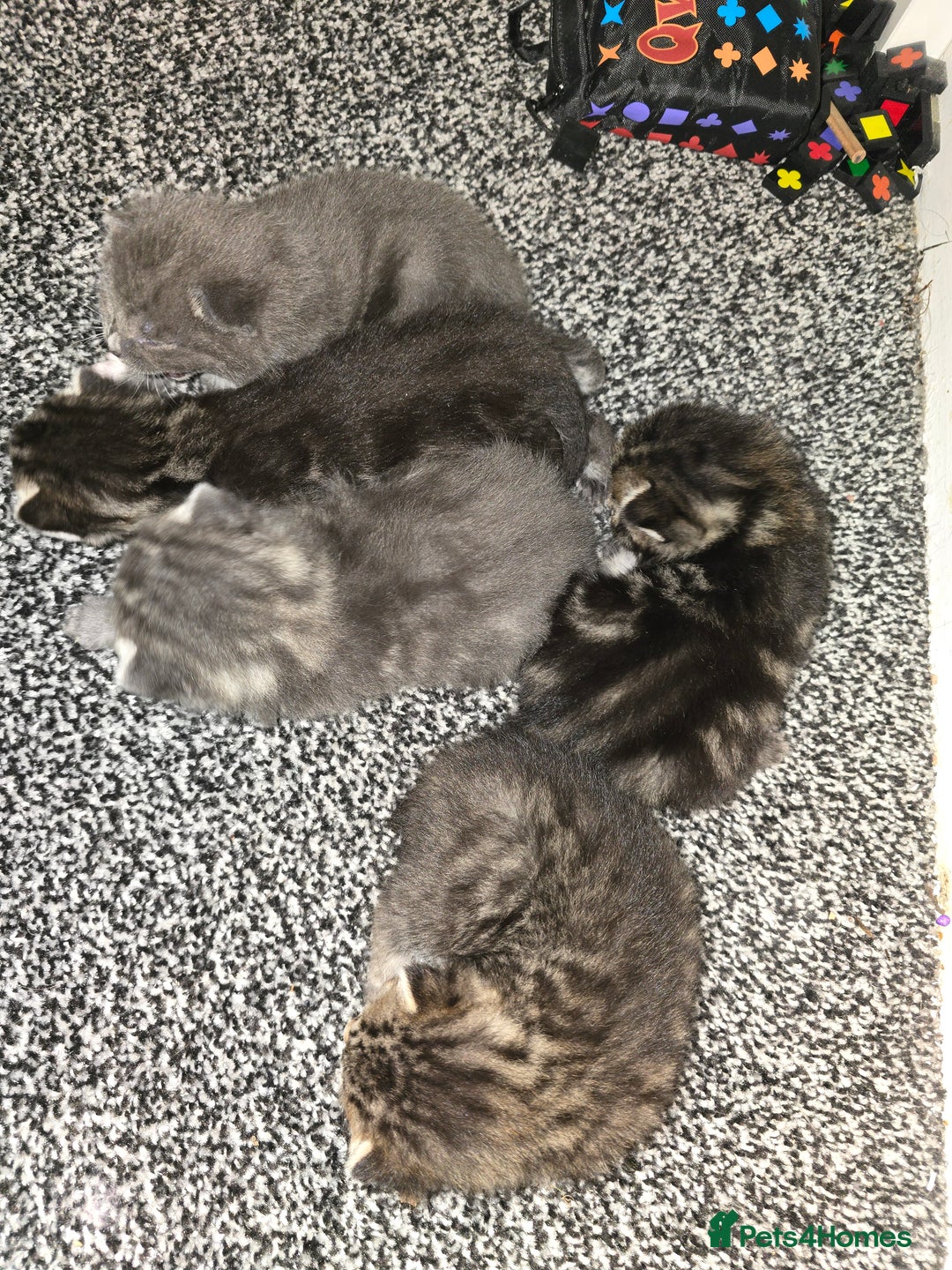 Mixed Breed cats for sale: Small mixed breed fluffy kittens - Advert 4
