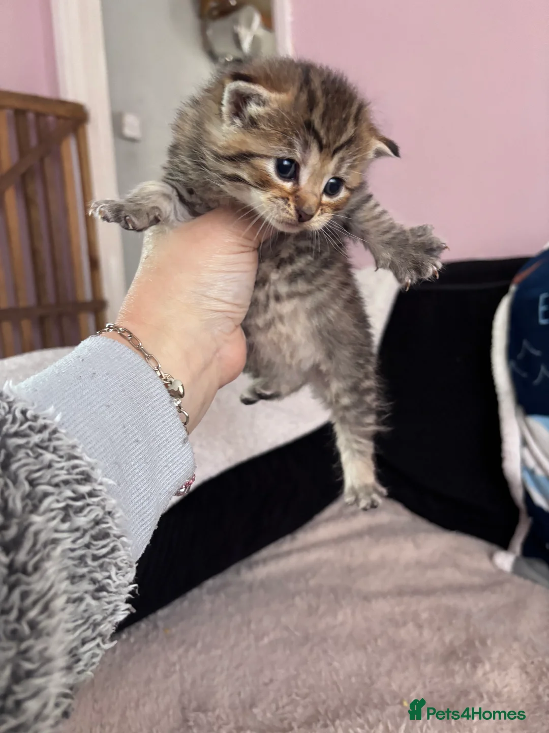 Norwegian Forest Cat cats for sale: Norwegian forest kitten - Advert 1