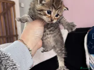 Norwegian Forest Cat cats Norwegian forest kitten - Advert 13