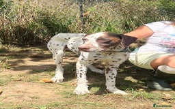 German Shorthaired Pointer dogs for adoption: Domino, a stunning young pointer cross - Image 4