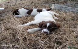 English Springer Spaniel dogs for sale: Springer spaniel pups  - Image 1