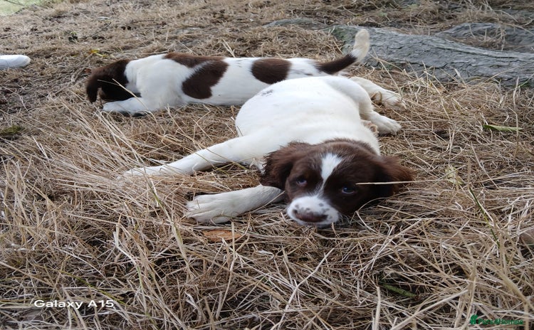 English Springer Spaniel dogs - Advert 3