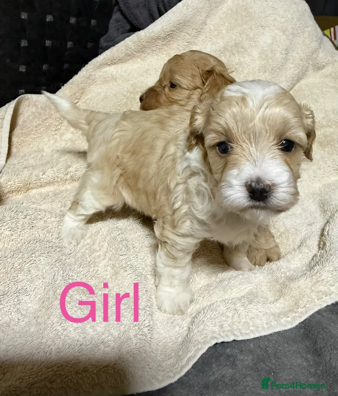 Shihpoo dogs for sale: Beautiful Shihpoo puppies - Advert 9