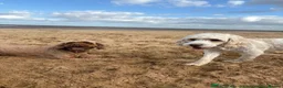 Cockapoo dogs for sale: Extensively Health Tested Parents! Beautiful! - Advert 36