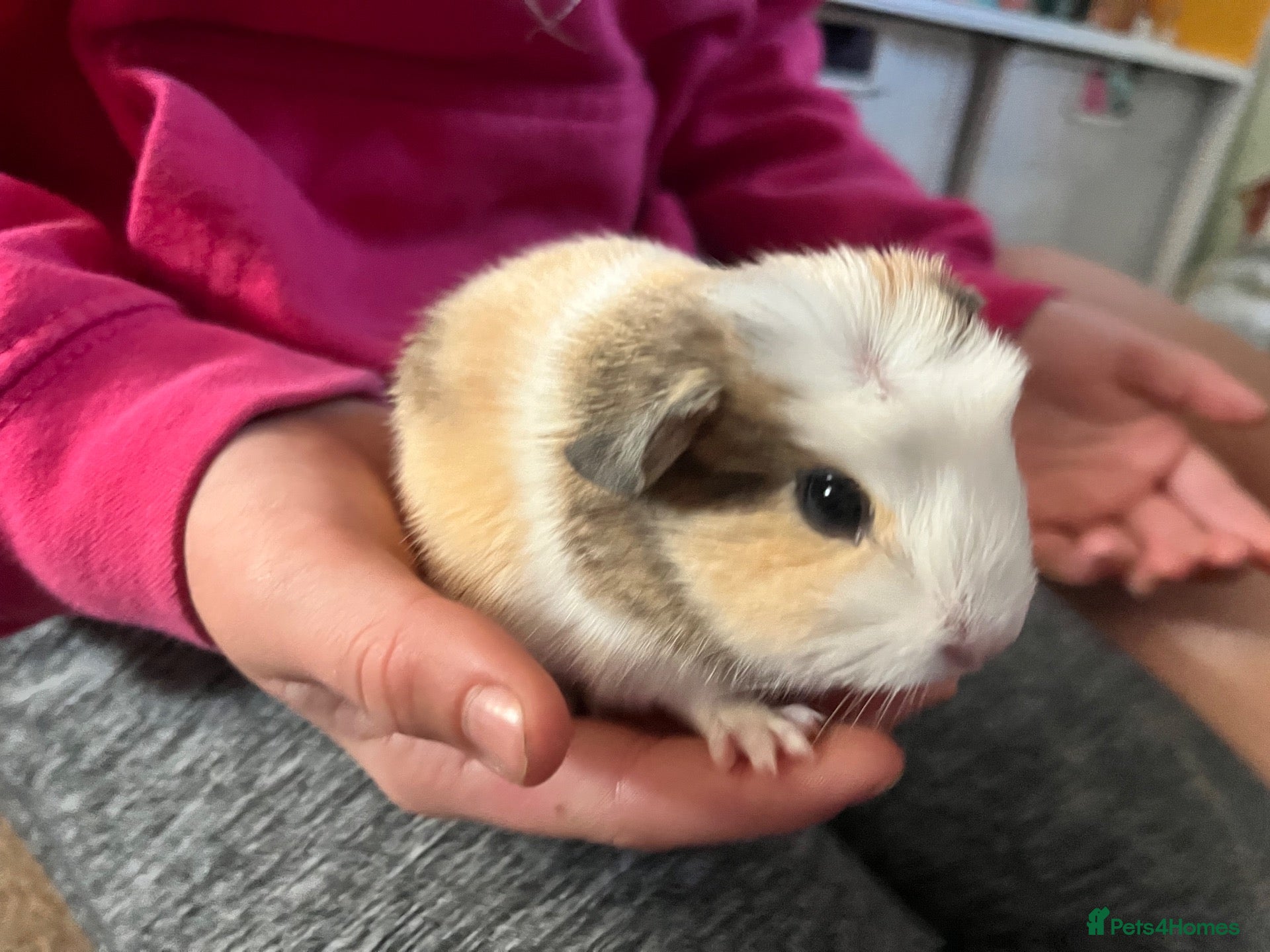 Guinea Pig rodents Baby guinea pig  - Advert 1