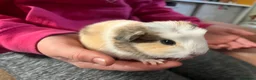Guinea Pig rodents for sale: Baby guinea pig  - Advert 1