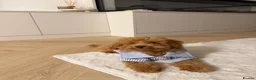Toy Poodle dogs for sale: Gorgeous tiny toy poodle for sale - Advert 2