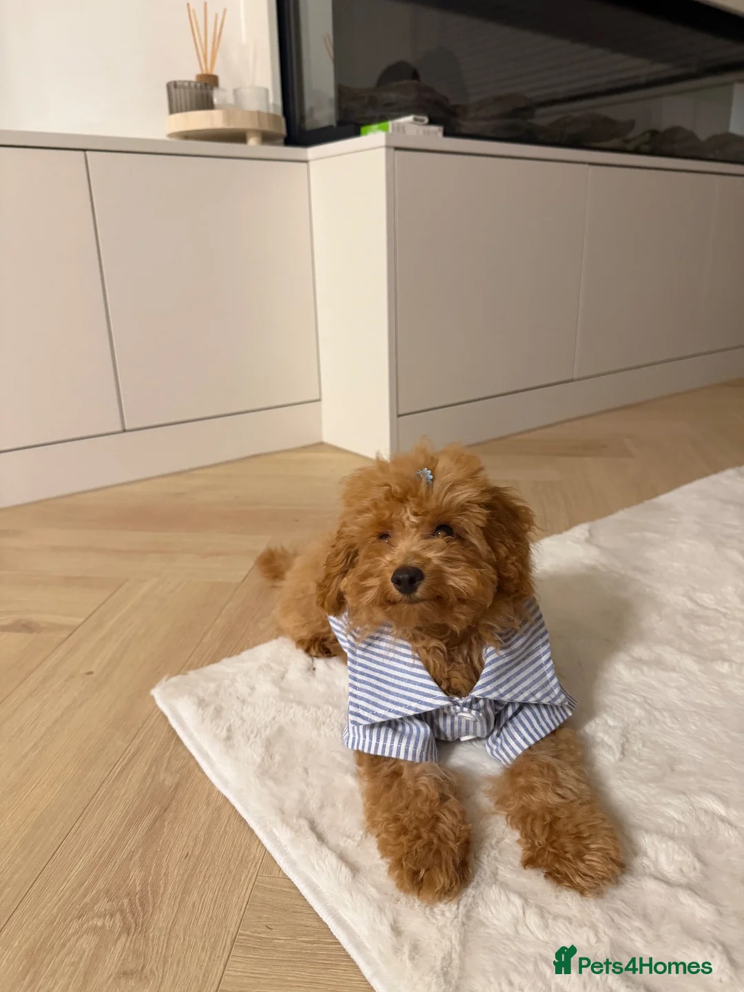 Toy Poodle dogs for sale: Gorgeous tiny toy poodle for sale - Advert 2