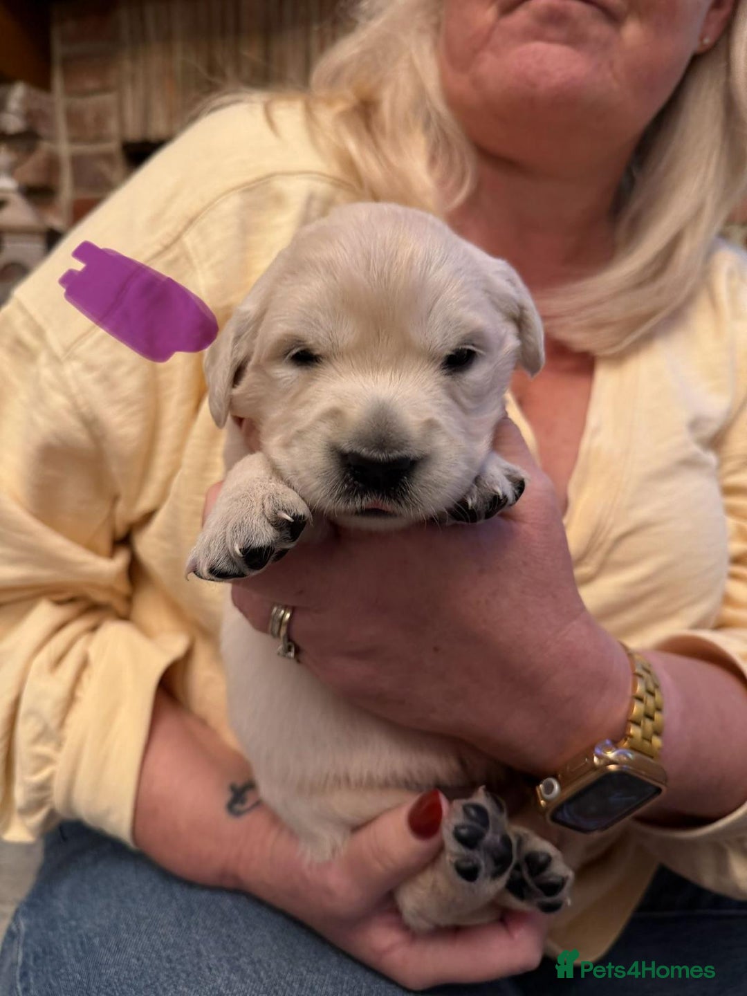 Golden Retriever dogs for sale: KC Reg Golden Retriever Pups - CHAMPION Bloodlines - Image 40