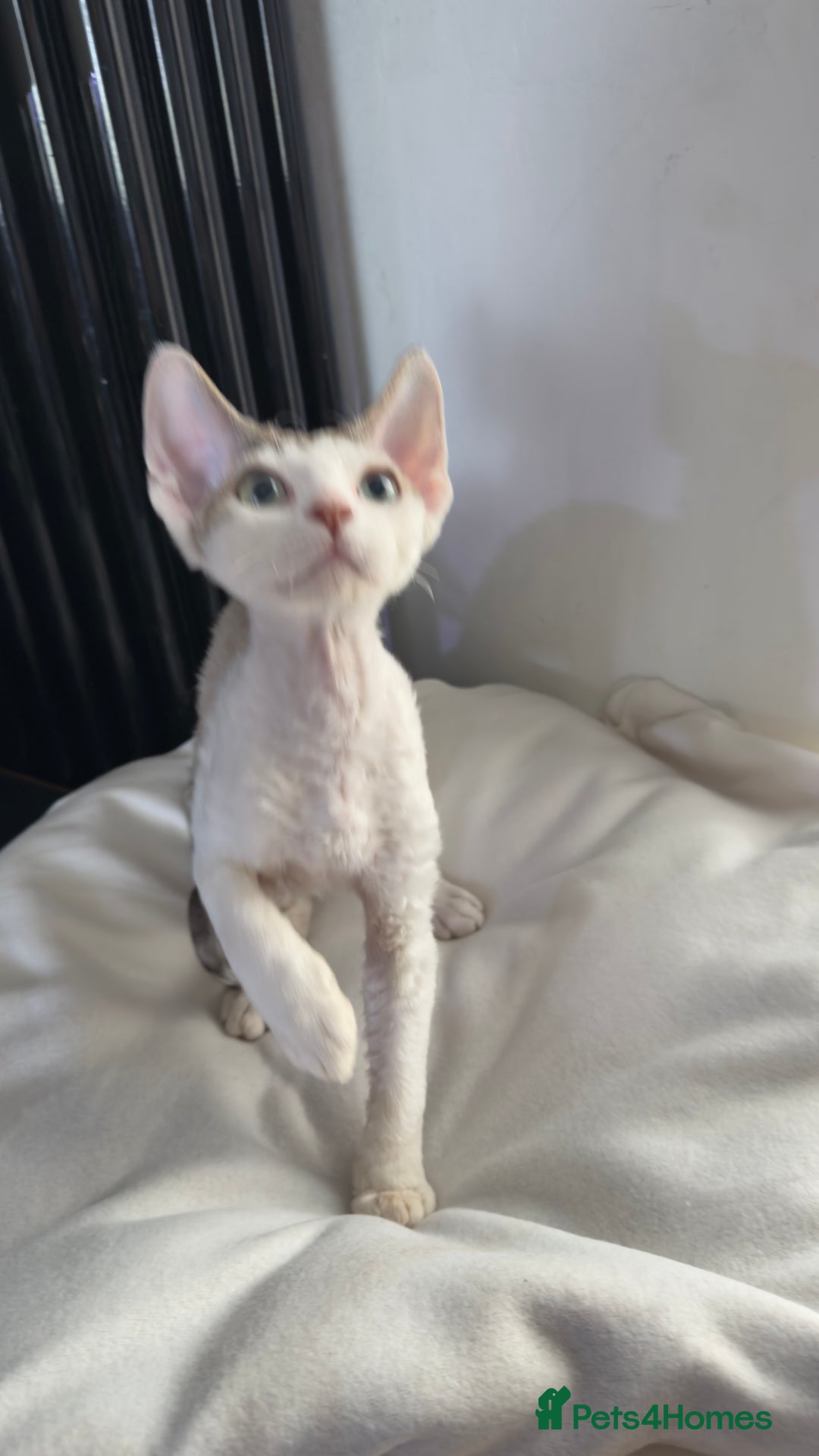 Devon Rex cats for sale: Fantastic quality GCCF boy  - Image 6