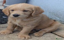 Labradoodle dogs for sale: Fox Red Labradoodles. 4 boys 3 girls  - Image 19