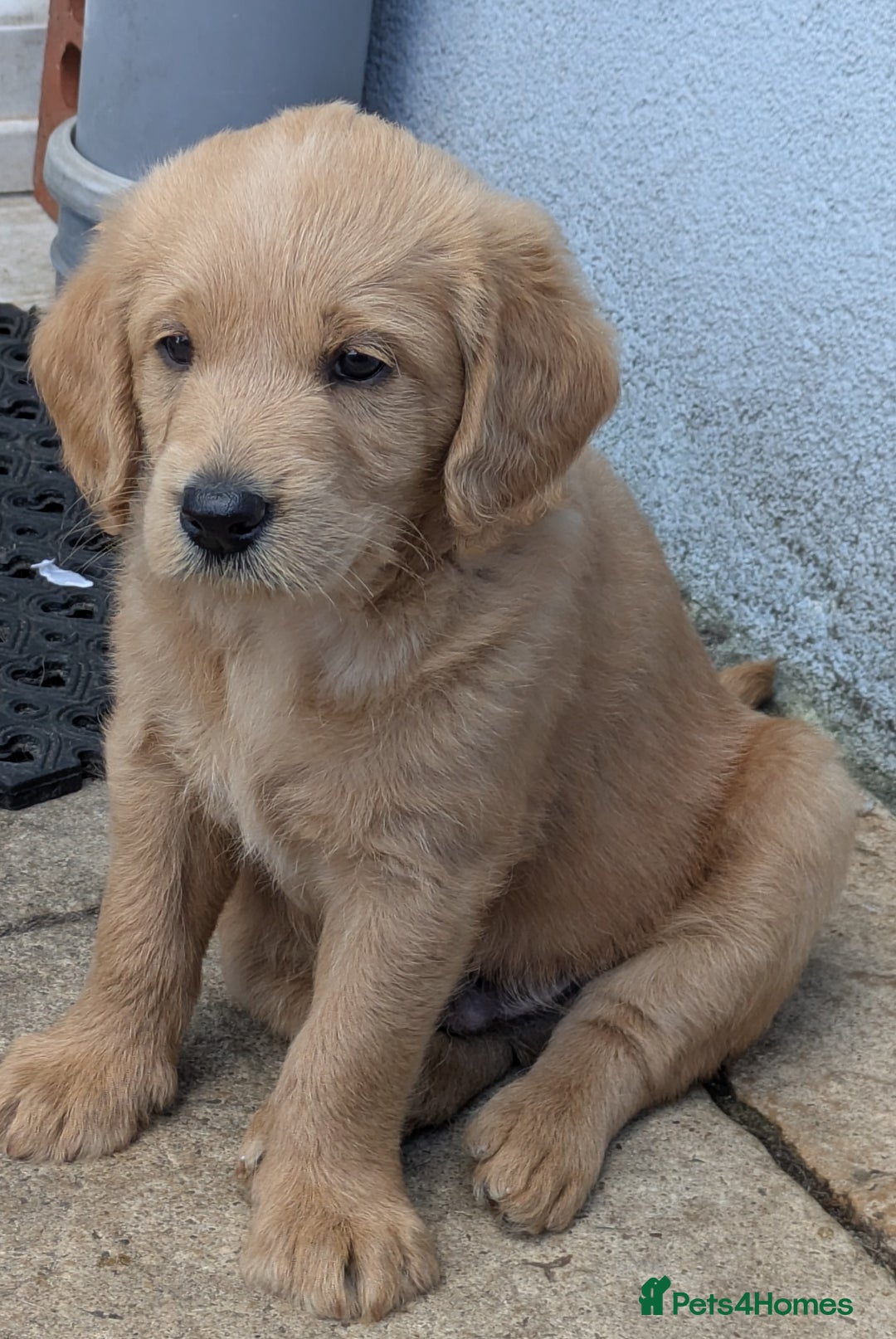 Labradoodle dogs for sale: Fox Red Labradoodles. 4 boys 3 girls  - Image 19