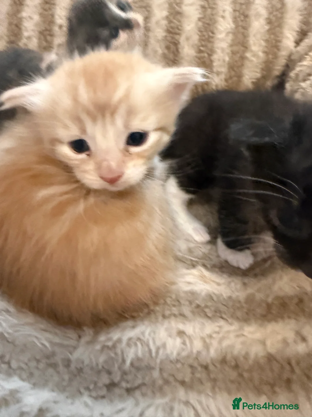 Maine Coon cats for sale: Maincoon mix  - Advert 14