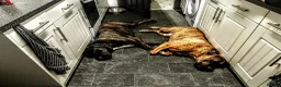 Presa Canario dogs for sale: Bronson Presa Canario - Advert 1