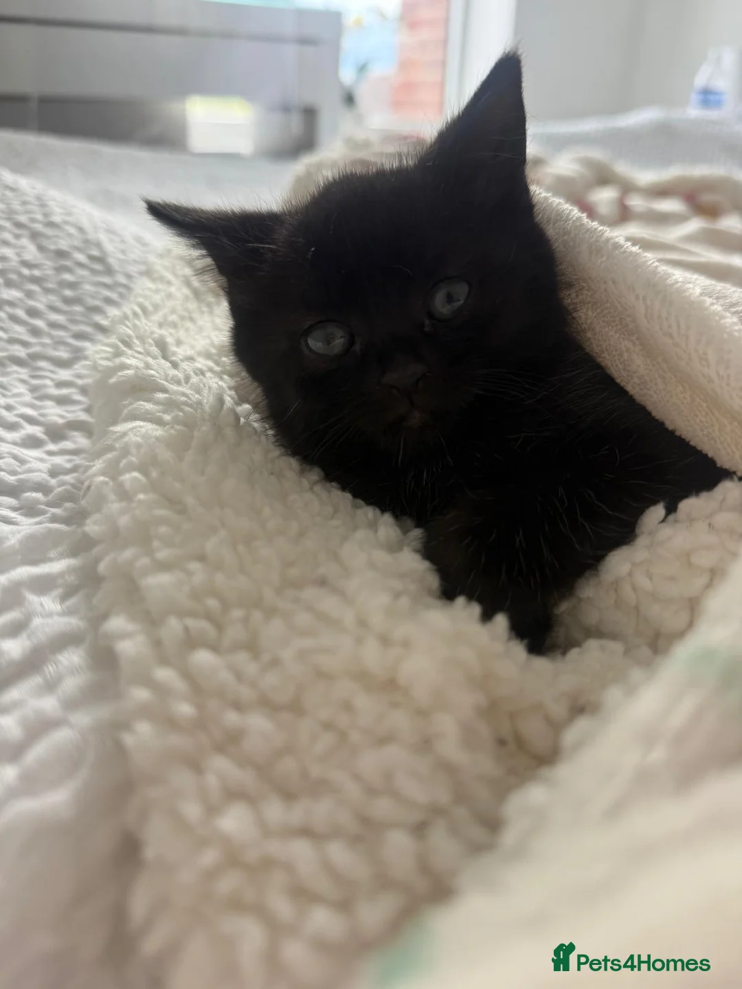 Mixed Breed cats for sale: Single female kitten - Advert 4