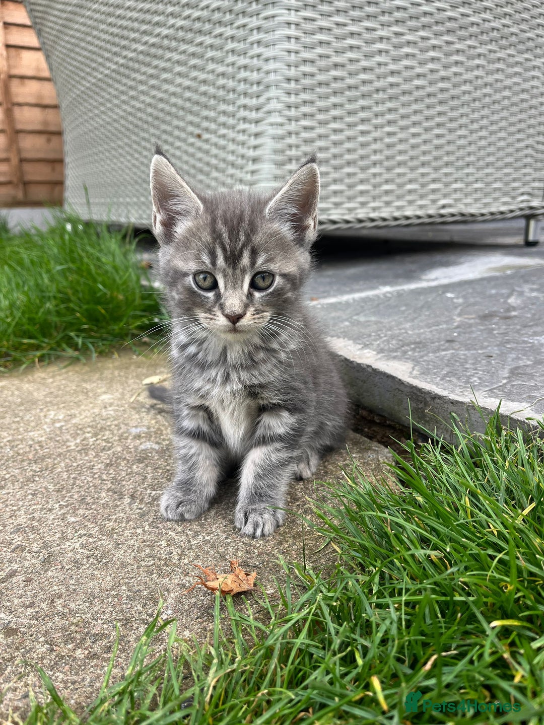 Maine Coon cats for sale: Maine Coon X  - Image 14