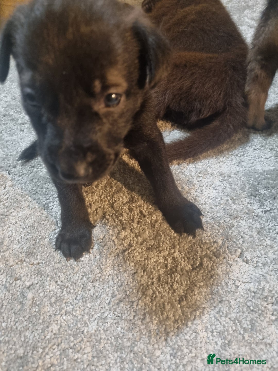 German Shepherd dogs for sale: German shepard pups - Image 10