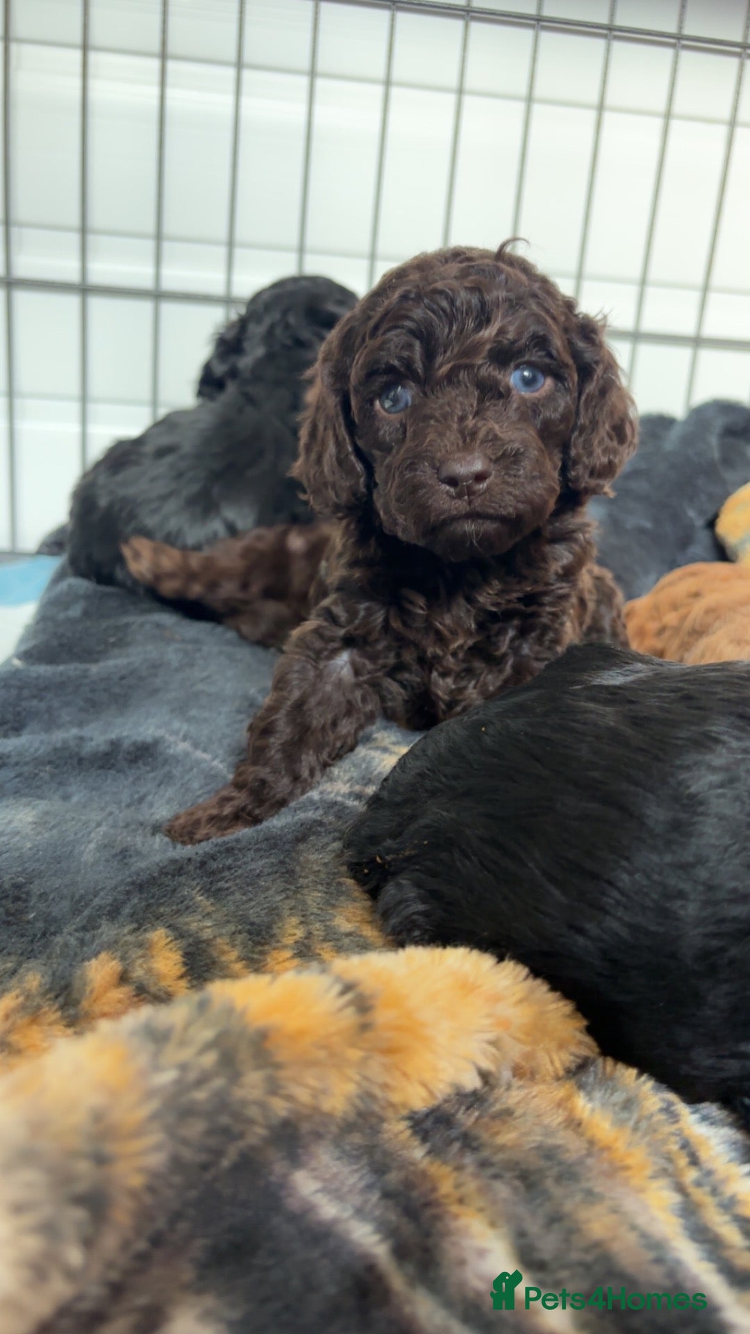 Cockapoo dogs 🐾2 Beautiful cockapoo Females🐾 - Advert 16