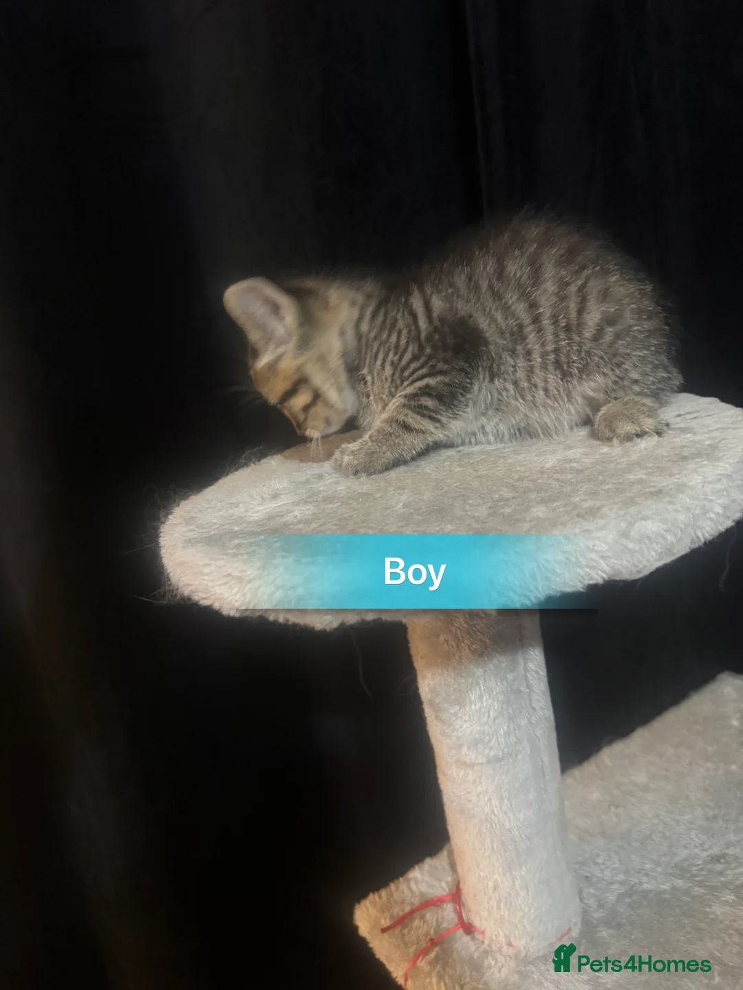 Mixed Breed cats for sale: Beautiful Chucky kittens for sale  - Advert 8