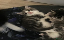 Mixed Breed cats for sale: Fluffy kitties - Image 2
