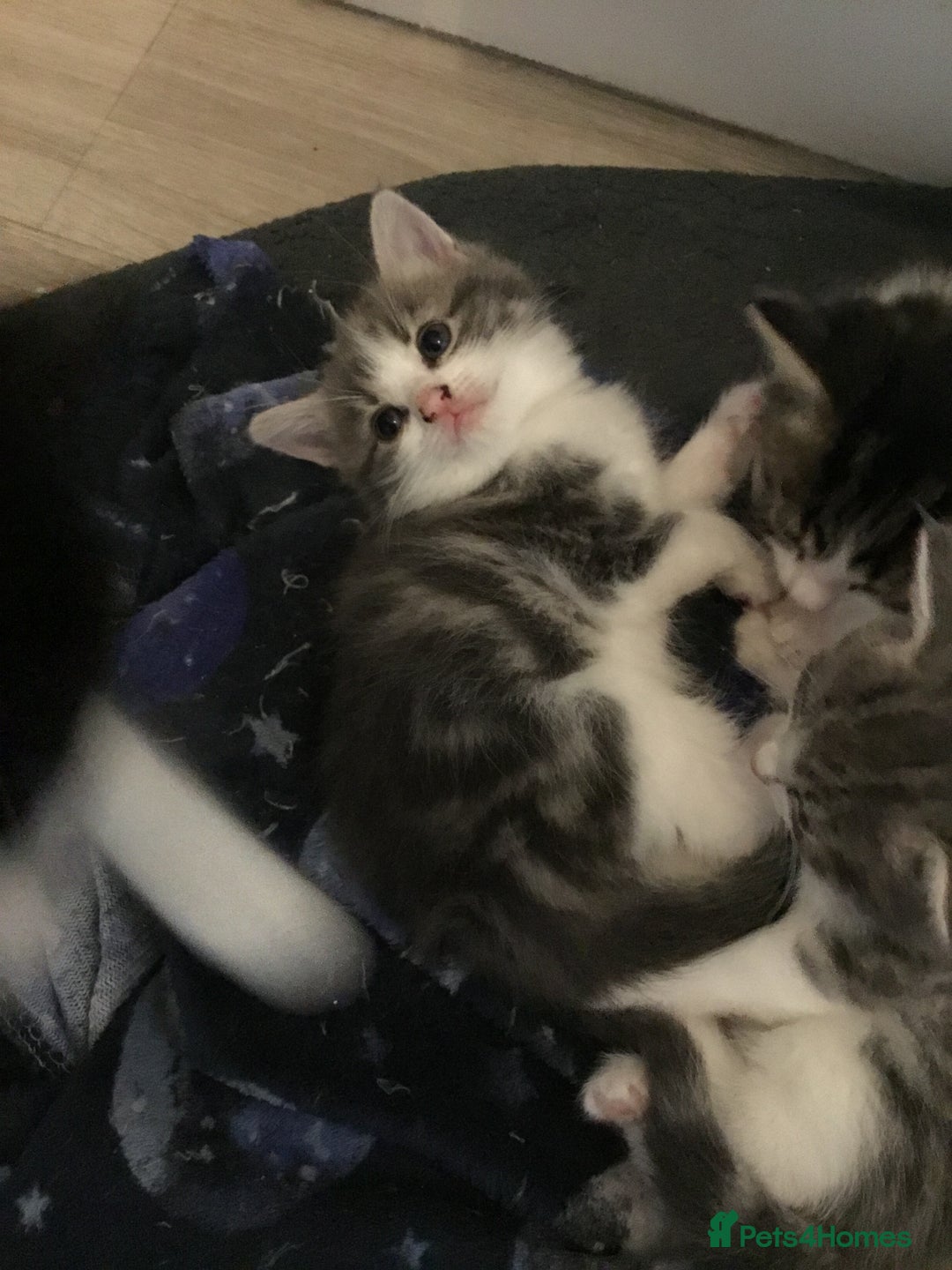 Mixed Breed cats for sale: Fluffy kitties - Image 2