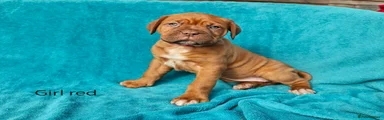 Dogue De Bordeaux Puppy 8