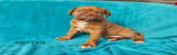 Dogue De Bordeaux dogs for sale: 9 Stunning bundles of joy - Advert 12