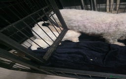 Bichon Frise dogs for sale: 4 bichon frise pedigree pups for sale  - Image 7