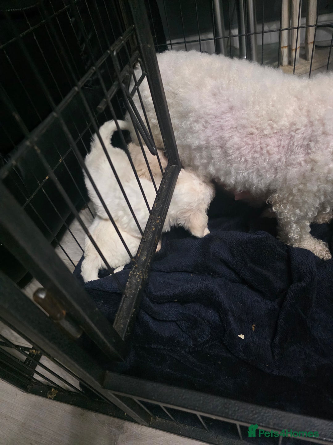 Bichon Frise dogs for sale: 4 bichon frise pedigree pups for sale  - Image 7