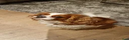 Cavalier King Charles Spaniel dogs for sale: Beautiful KC Reg Health Tested Cavalier Puppies - Advert 15