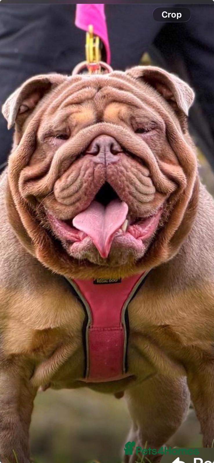 English Bulldog dogs Uk KC registered English bulldog puppies  - Advert 1