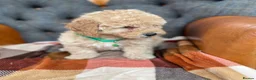 Cavapoo dogs for sale: Beautiful F1 Cavapoo puppies in Aylesford - Advert 8