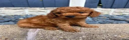 Cockapoo dogs for sale: Beautiful F2 cockapoo  - Advert 5