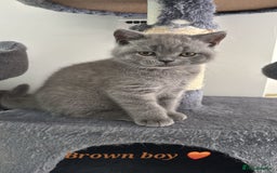 British Shorthair cats for sale: Blue British short hair kittens  in Braintree - Image 30