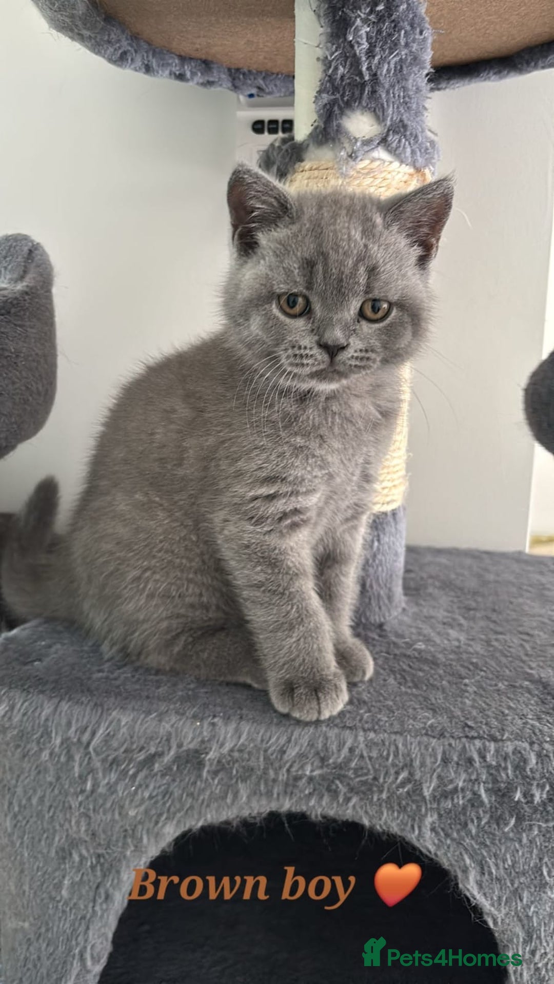 British Shorthair cats for sale: Blue British short hair kittens  in Braintree - Image 30